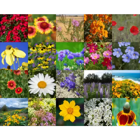 Wyoming Wildflower Mix | Wildflower Seeds