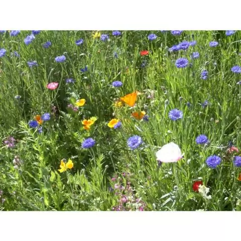 Rocky Mountain Wiildflower Mix - Stover Seed since 1922