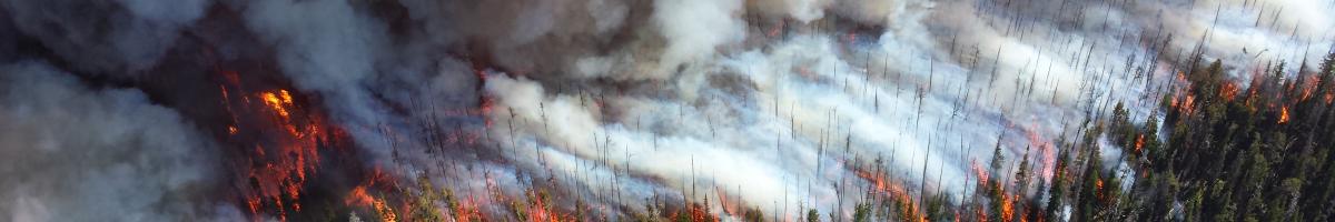 Wildfires: Are They Good or Bad?