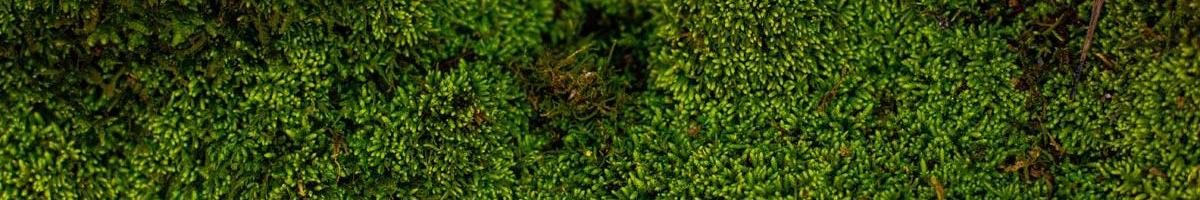 A Green, Spongy Menace: Dealing With Moss in Your Lawn