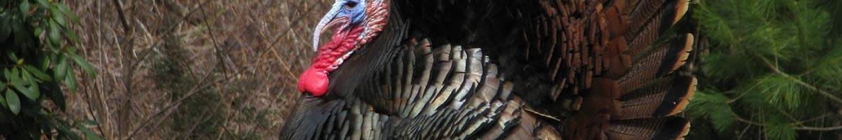 Attract Those Gobblers With Turkey Food Plots