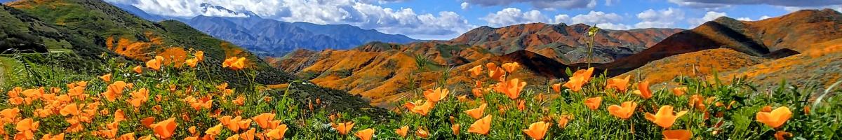 Native Grass Series: California State