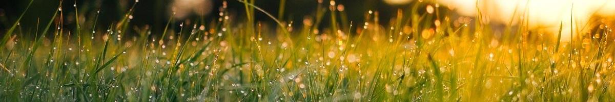 Common Mistakes Made When Establishing a Lawn From Seed