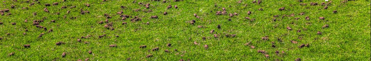 Could Your Lawn Benefit From Core Aeration?