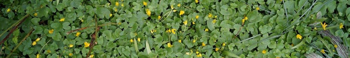 Dealing With Winter Annual Weeds in your Lawn and Garden