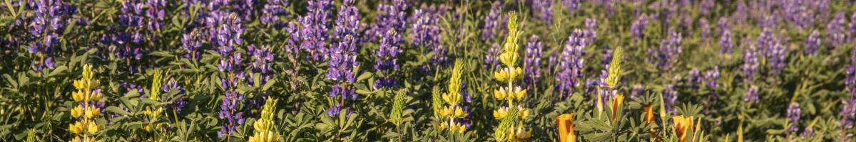 California Wildflower & Grass Seeding Guide