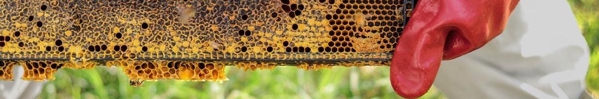 The Future of Beekeeping  