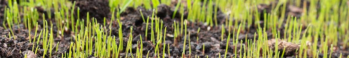 A Guide to Grass Seed Germination
