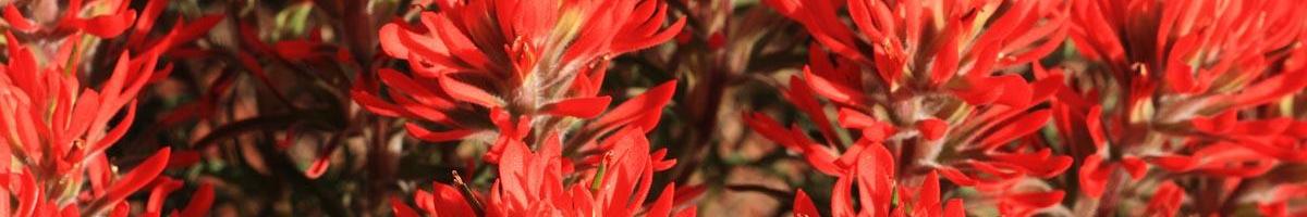 Growing Indian Paintbrush Wildflower Seed: Challenging, Yet So Rewarding