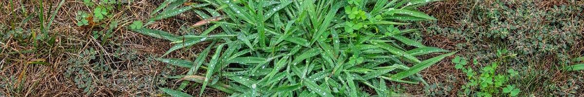 How Do I Get Rid of Crabgrass In My Lawn?