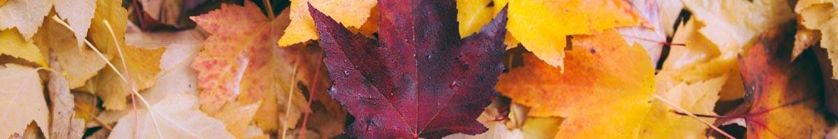 How Fallen Leaves Can Benefit Your Lawn and Garden