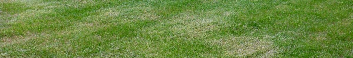 How to Avoid Necrotic Ring Spot in Your Lawn Grass