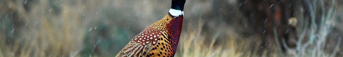 How to Increase Pheasant Populations on Your Land