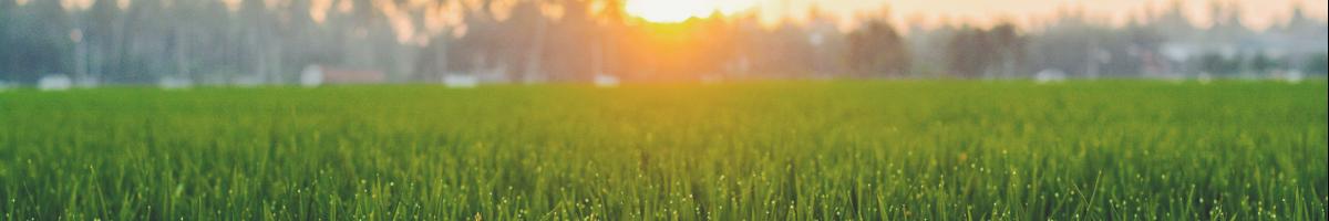 How to Plant Grass Seed in Spring