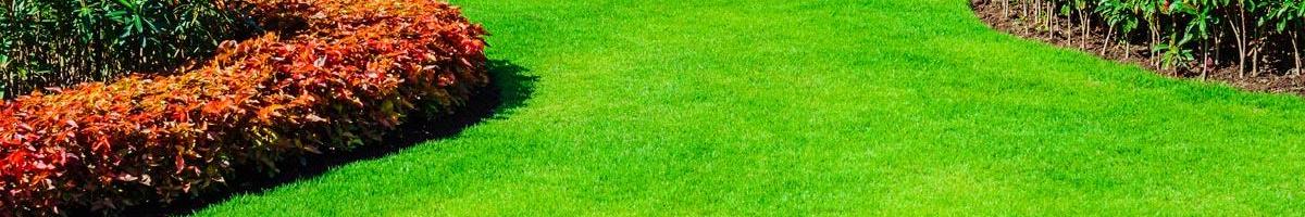 Identifying 5 Common Lawn Grass Species