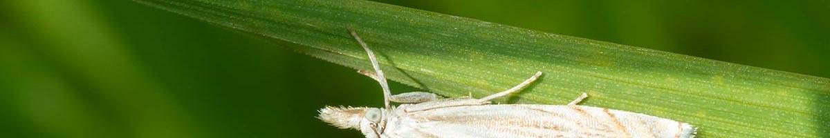 Identifying and Preventing Sod Webworm Damage