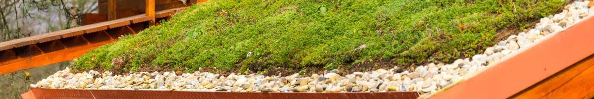 Is a Green Roof Right for You?