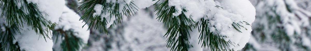 Life Under the Snow: How do your plants survive the winter?