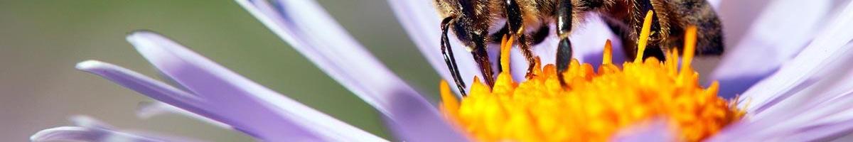 Pollinator Forage Focus: Making Honey Bee Feeding Plans