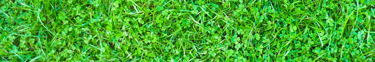 The Teeny-Tiny Clover Trend: Does Microclover Live Up to the Hype? 