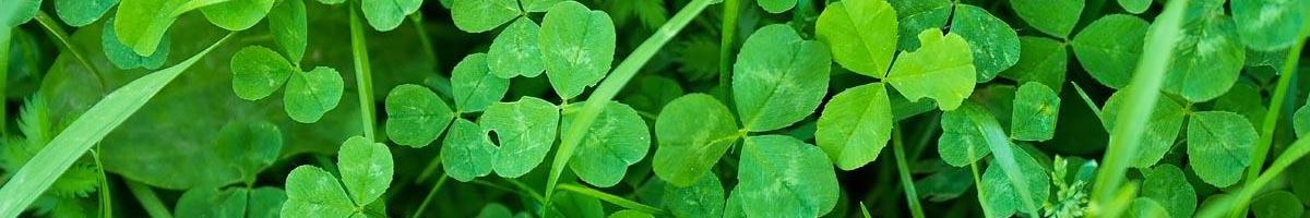 More than Luck: Why You Should Add Clover to Your Lawn Grass