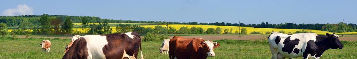Top Tips for Planting Pasture Seed in the Fall