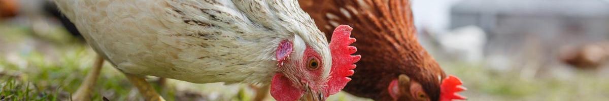 Pastured Poultry: What Kind of Forages Should Your Chickens Be Grazing On?