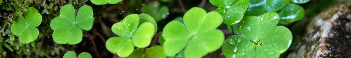 Plant a Saint Patrick's Day Garden