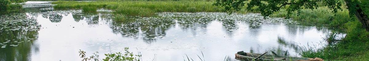 Prevent Water Pollution Using Grass and Wildflower Buffer Strips