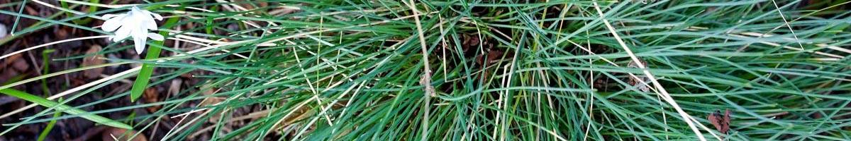 Sheep Fescue: The Swiss Army Knife of Grasses