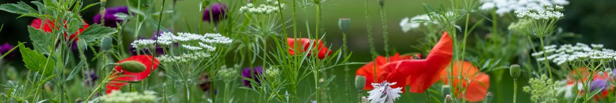How to Plant Wildflower Seeds: Our Ultimate Guide