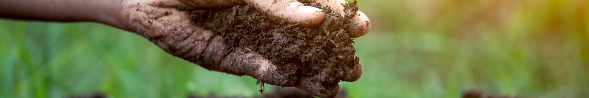Soil Tests: A Crucial Step Before Planting Gardens and Grass Seed