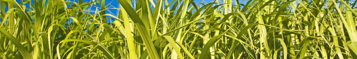 Switchgrass: A Grass of Many Uses
