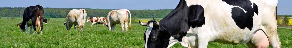 The Benefits of Management-Intensive Grazing on the Environment, Livestock, and Pasture Grass