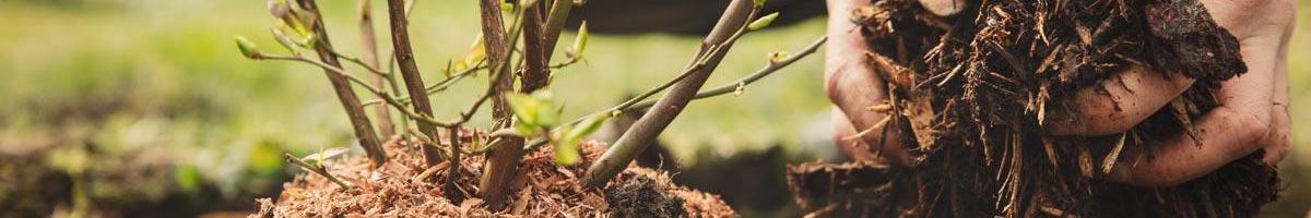 The Benefits of Mulching: A Step Forward in Sustainability