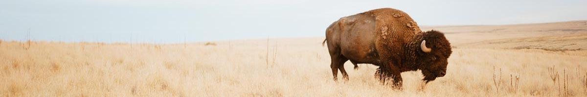 The Sustainable Attributes of Buffalo Grass Seed