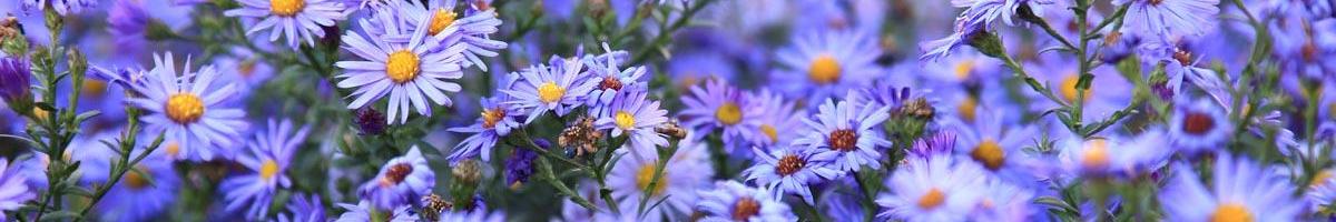 Ushering in the Autumn Season with Aster Wildflowers