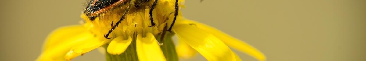 What to do About Dandelions in Your Lawn Grass