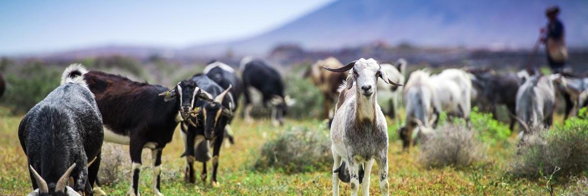 Goat Pastures