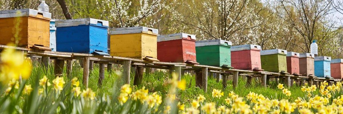 Beehives and Flowers