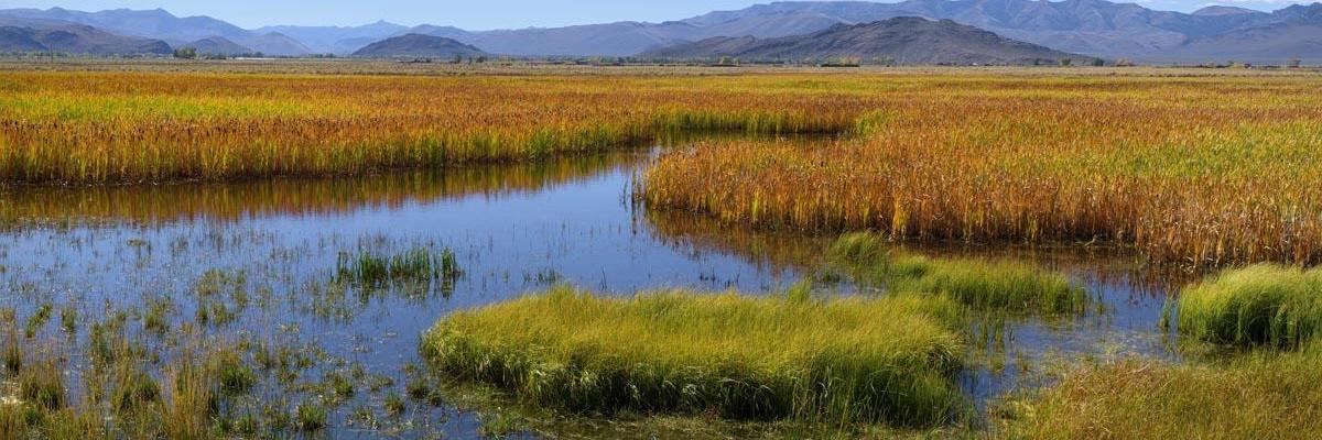 Wetland Restoration Blends