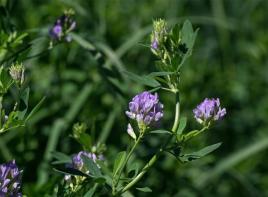 Purple alfalfa plant