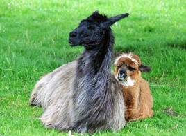 llamas or alpacas relaxing in the grass
