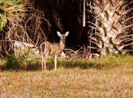 A deer in the distance in the Florida tropics
