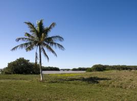 Florida Tropics Dryland Pasture Blend