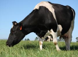 black and white dairy cow grazing