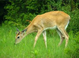 gentle deer eating grass