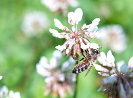 White dutch clover with honey bee on it