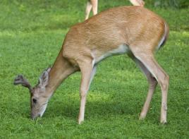 baby deer grazing grass in the Mid-West