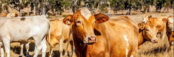 Beef Cattle Forage